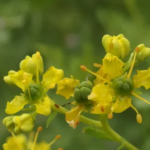 fleurs de rue officinale Visuel