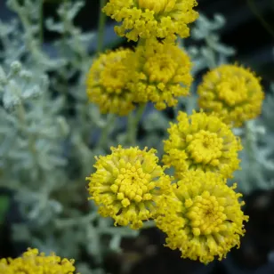 plant de santoline de corse en fleurs Visuel