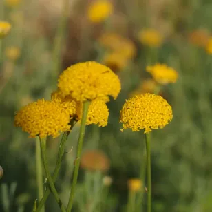 Fleurs de santoline du Portugal Visuel