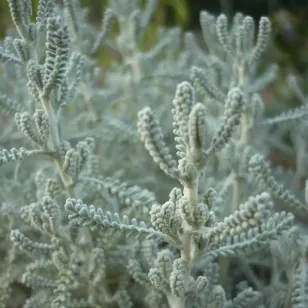 feuilles de santoline grise Visuel