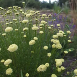 plant de santoline a feuilles de romarin en fleurs Visuel