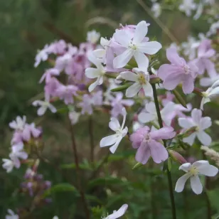 fleurs rose de saponaire Visuel