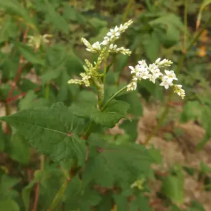 plant de sarrasin vivace en fleurs Visuel