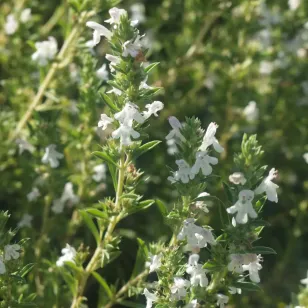 Fleurs de sarriette des montagnes Visuel