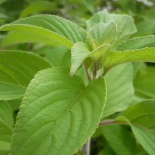 feuilles de sauge ananas Visuel