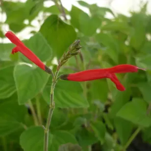 fleurs rouge de sauge orange Visuel