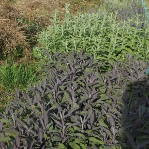 sauge pourpre en massif Visuel