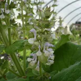 fleurs de sauge sclaree Visuel