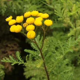 plant de tanaisie crispée en fleurs Visuel