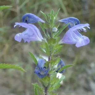 fleurs de tete de dragon Visuel