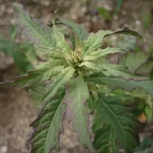 feuilles de the du mexique Visuel