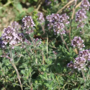 plant de thym cilié en fleurs Visuel