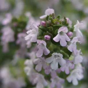 plant de thym des cevennes en fleurs Visuel