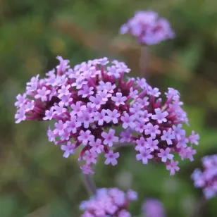 Purple-top vervain (seeds) Visuel