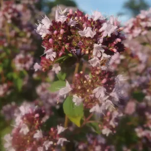 fleurs d&amp;#039;origan commun Visuel