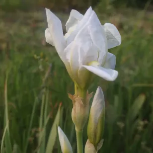 fleurs d&amp;#039;iris de florence Visuel