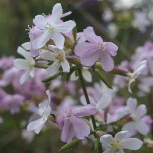 fleur de saponaire Visuel