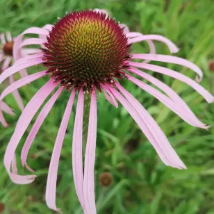 Pale coneflower (plant) Visuel