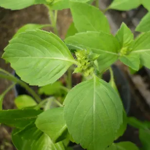 Blue Spice basil (seeds) Visuel