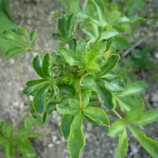 plant d&amp;#039;Eleuthérocoque-de-Siebold Visuel