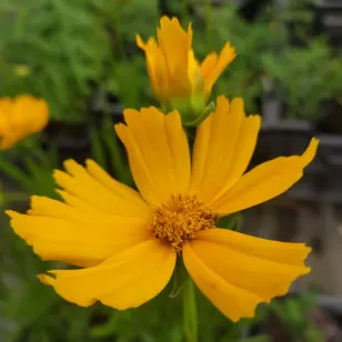 Large-flowered tickseed bloom Visuel
