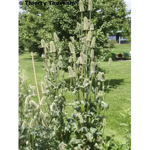 fuller&amp;#039;s teasel plant Visuel