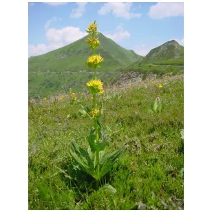 gentiane jaune en fleurs dans le sancy Visuel