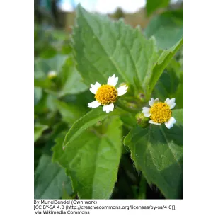 gallant soldier flowers Visuel