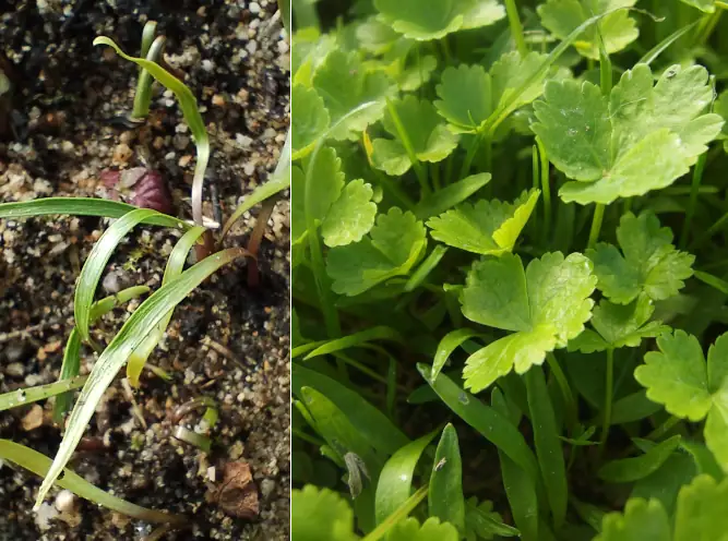 Cotyledons of sweet cicely and garden angelica seedlings