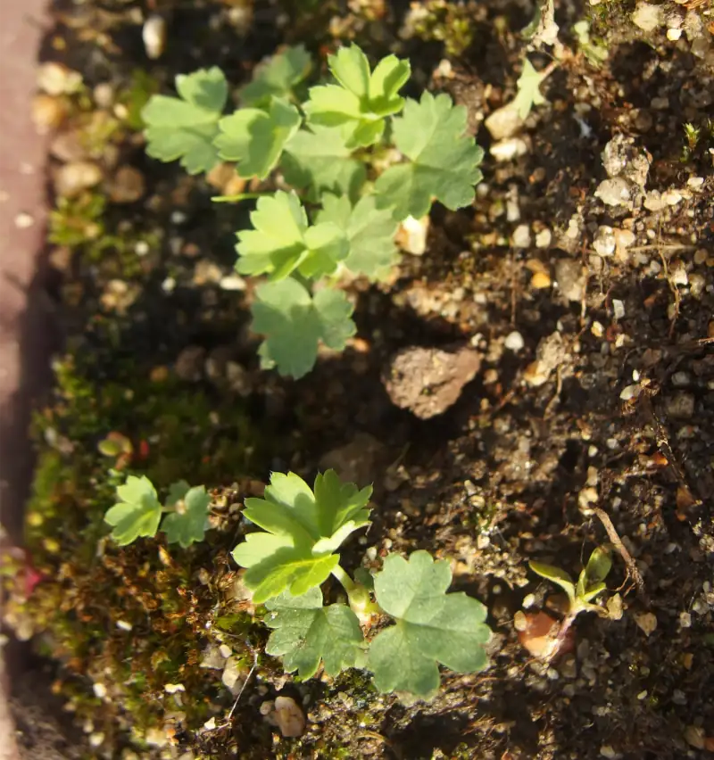 Lady's mantle seedlings