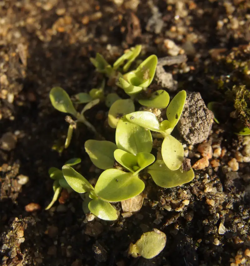 Yellow gentian seedlings